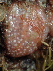 Aplidium elegans