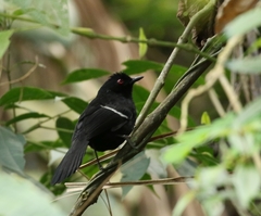 Pyriglena leucoptera