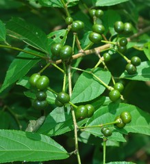 Grewia serrulata