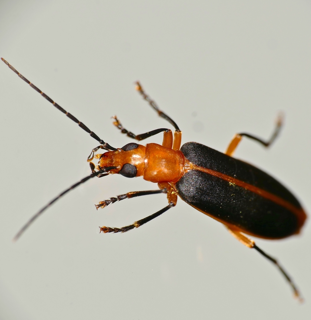 Ditylomorphus blairi