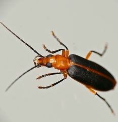 Ditylomorphus inconstans