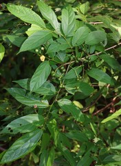 Grewia serrulata