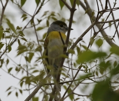Pachyramphus viridis