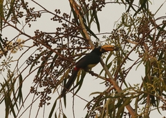 Pteroglossus inscriptus