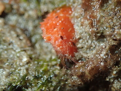 Stelligera montagui