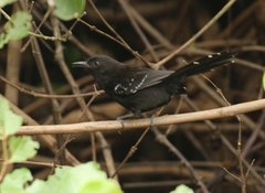 Cercomacra melanaria