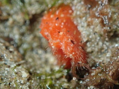 Stelligera montagui