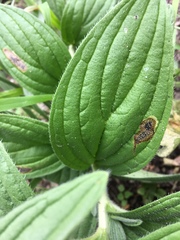 Calycomyza cynoglossi