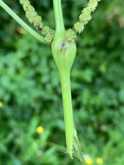 Neolasioptera boehmeriae