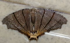 Orudiza protheclaria