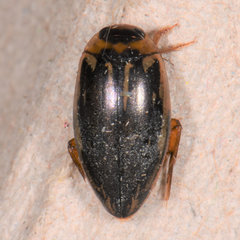 Coptotomus longulus