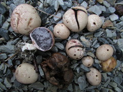 Scleroderma septentrionale