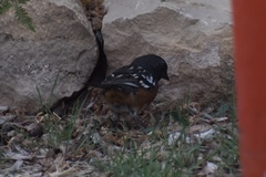 Pipilo maculatus montanus