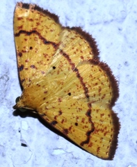 Raparna transversa