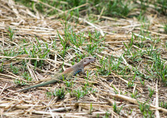 Aspidoscelis scalaris