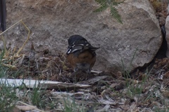 Pipilo maculatus montanus