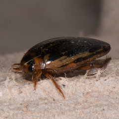Coptotomus longulus