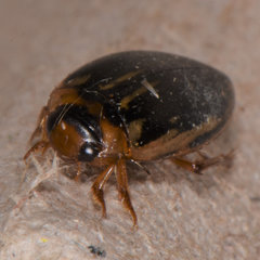 Coptotomus longulus