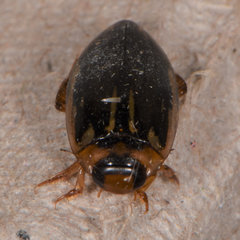 Coptotomus longulus