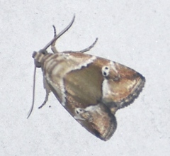Maliattha separata