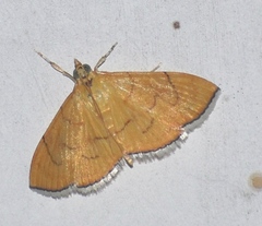 Hyalobathra