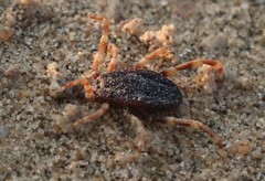 Hyalomma