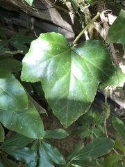 Hedera colchica