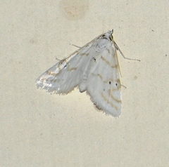 Patissa fulvosparsa