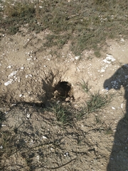 Marmota bobak