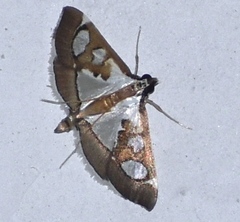 Glyphodes minimalis