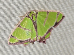 Agathia angustilimes
