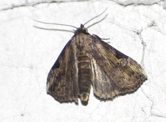 Pseudogyrtona