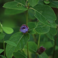 Neuracanthus sphaerostachyus