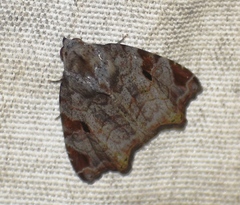 Androlymnia emarginata