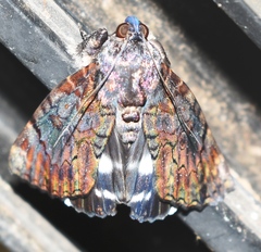 Catephiini