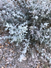 Brickellia nevinii