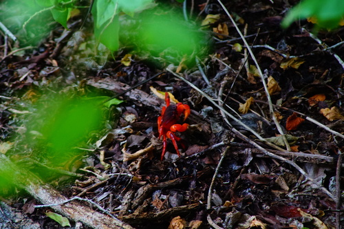 East Pacific Land Crab