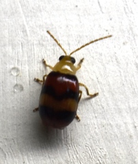 Monolepta orientalis