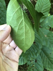 Amphilophium