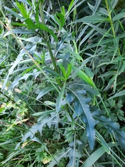 Cirsium arvense