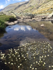 Ranunculus confervoides