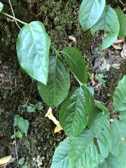 Amphilophium