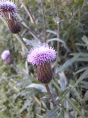 Cirsium arvense
