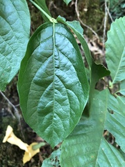 Amphilophium