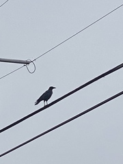 Corvus brachyrhynchos