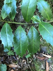 Ilex colchica