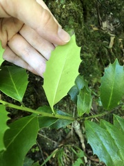 Ilex colchica