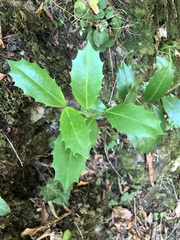 Ilex colchica