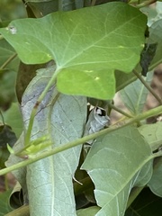 Calystegia sepium angulata