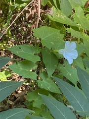 Calystegia sepium angulata